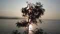 Leucaena Leucocephala Tree Silhouette in front of Sunset on Koh Samui Island in Thailand. Royalty Free Stock Photo