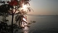 Leucaena Leucocephala Tree Silhouette in front of Sunset on Koh Samui Island in Thailand. Royalty Free Stock Photo