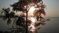 Leucaena Leucocephala Tree Silhouette in front of Sunset on Koh Samui Island in Thailand. Royalty Free Stock Photo