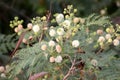 Leucaena leucocephala, White leadtree, Jumbay, River tamarind