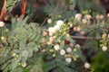 Leucaena leucocephala, White popinac, River tamarind Royalty Free Stock Photo