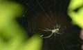 Leucage Venusta Orchard Spider In Web Royalty Free Stock Photo