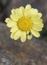 Leucanthemopsis pectinata beautiful saffron yellow daisy typical of the high mountains in Andalusia on gray rocky background