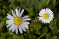 Leucanthemum Royalty Free Stock Photo