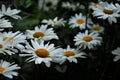 Leucanthemum - some marguerite in the flower bed