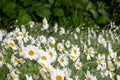 Leucanthemum daisies with white petals and yellow centres. Leucanthemum is a perennial flowering plant.