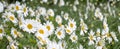 Leucanthemum daisies with white petals and yellow centres. Leucanthemum is a perennial flowering plant.