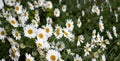 Leucanthemum daisies with white petals and yellow centres. Leucanthemum is a perennial flowering plant.