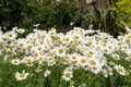 Leucanthemum daisies with white petals and yellow centres. Leucanthemum is a perennial flowering plant.