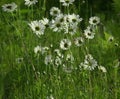 Leucanthemum ircutianum