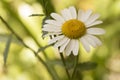 Leucanthemum ircutianum subps. pseudosylvaticum oxeye daisy wild flower with long stems white petals and yellow flowers on