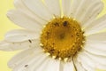 Leucanthemum ircutianum subps. pseudosylvaticum oxeye daisy wild flower with long stems white petals and yellow flowers on