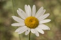 Leucanthemum ircutianum subps. pseudosylvaticum oxeye daisy wild flower with long stems white petals and yellow flowers on