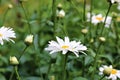 Leucanthemum - marguerite in the side view in the flower bed