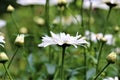 Leucanthemum - marguerite in the side view in the flower bed