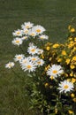 Leucanthemum maximum