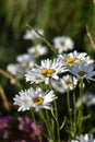 Leucanthemum maximum Royalty Free Stock Photo