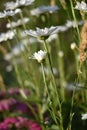 Leucanthemum maximum Royalty Free Stock Photo