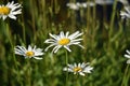 Leucanthemum maximum Royalty Free Stock Photo