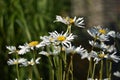 Leucanthemum maximum Royalty Free Stock Photo