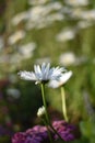 Leucanthemum maximum Royalty Free Stock Photo