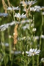 Leucanthemum maximum Royalty Free Stock Photo