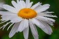 Leucanthemum maximum Shasta daisy, max chrysanthemum, Crazy Daisy, daisy wheel, daisy chain, chamomel, gang bang in the garden in Royalty Free Stock Photo