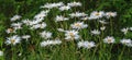 Leucanthemum maximum Shasta daisy, max chrysanthemum, Daisy Crazy, wheel, chain, chamomel, gang bang in flowerbed. Royalty Free Stock Photo