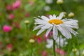 Leucanthemum maximum (Shasta daisy, max chrysanthemum, Crazy Daisy, daisy wheel, daisy chain, chamomel, gang bang) in the garden i Royalty Free Stock Photo
