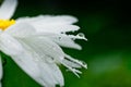 Leucanthemum maximum Shasta daisy, max chrysanthemum, Crazy Daisy, daisy wheel, daisy chain, chamomel, gang bang in the garden in