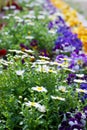 Leucanthemum paludosum, Flower-beds in the spring in Japan