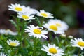 Leucanthemum paludosum, Flower-beds in the spring in Japan