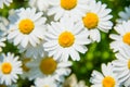 Leucanthemum paludosum