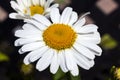 Leucanthemum `Snow Lady`