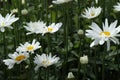 Leucanthemum superbum