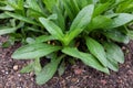 Leucanthemum superbum