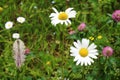 White oxeye daisies in the Isere Region, France