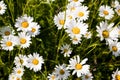 Leucanthemum vulgare Royalty Free Stock Photo