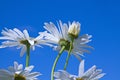 Leucanthemum vulgare, meadow or Daisy L. vulgare Lam on the background of blue sky Royalty Free Stock Photo