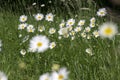 Leucanthemum vulgare meadows wild flower with white petals and yellow center in bloom Royalty Free Stock Photo