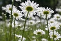 Leucanthemum vulgare meadows wild flower with white petals and yellow center in bloom Royalty Free Stock Photo