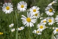 Leucanthemum vulgare meadows wild flower with white petals and yellow center in bloom Royalty Free Stock Photo