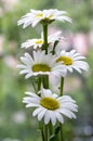 Leucanthemum vulgare meadows wild flower with white petals and yellow center in bloom Royalty Free Stock Photo