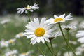 Leucanthemum vulgare meadows wild flowers with white petals and yellow center in bloom Royalty Free Stock Photo