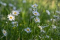 Leucanthemum vulgare meadows wild oxeye daisy flowers with white petals and yellow center in bloom, flowering beautiful plants