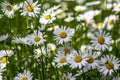 Leucanthemum vulgare meadows wild oxeye daisy flowers with white petals and yellow center in bloom, flowering beautiful plants Royalty Free Stock Photo