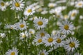 Leucanthemum vulgare meadows wild oxeye daisy flowers with white petals and yellow center in bloom, flowering beautiful plants