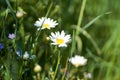 Leucanthemum vulgare meadows wild oxeye daisy flowers with white petals and yellow center in bloom, flowering beautiful plants on Royalty Free Stock Photo