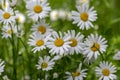 Leucanthemum vulgare meadows wild oxeye daisy flowers with white petals and yellow center in bloom, flowering beautiful plants Royalty Free Stock Photo