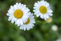 Leucanthemum vulgare meadows wild oxeye daisy flowers with white petals and yellow center in bloom, flowering beautiful plants